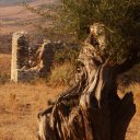 Old olive grove near Vlora Albania