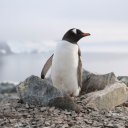 Gentoo Penguin, Danco Island Antarctica