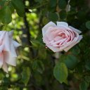 Roses blooming, Cardinal Winery, Napa Valley