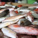 Fish in the market, St. John's Antigua - Caribbean