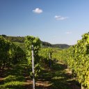 Vineyard in the Mosel Region of Luxembourg