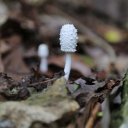 Delicate Mushroom, island of St. Martin