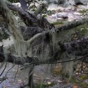 Moss, Tierra del Fuego National Park, Argentina