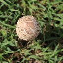 grenada-mushroom-caribbean