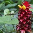 lizard-flower-grenada