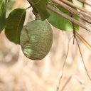 saba-fruit-guinea-bissau