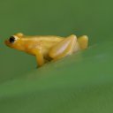 golden-frog-guyana