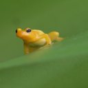 golden-rocket-frog-guyana