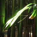 The Bamboo forests of Oheo, 10 miles from Hana