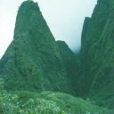 Hawaii-Jungle