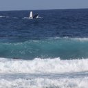 Whales breaching off shore, Oahu