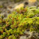Up-close-with-the-mossy-flora-that-covers-most-of-Iceland-where-plants-actually-do-grow