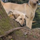 Dogs resting in tree, Kashmir