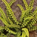 Fern grown on rock wall at church, small town of Casarza