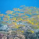 Snorkeling in the remote Tuamotus