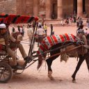 Typical-horse-carriage-Petra