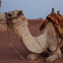 wadi-rum-camels-2