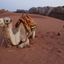 wadi-rum-camels-3