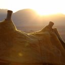 wadi-rum-camels-4