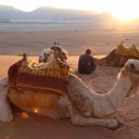 wadi-rum-camels-5