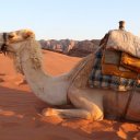 wadi-rum-camels-6