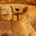 wadi-rum-camels-7
