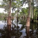 In-the-heart-of-Cajun-country-swamp-tours-courtesy-of-McGees-Landing