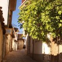 Fig tree - narrow street in Ohrid