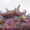 Penang-Quang-Yeem-Flowers