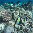 baros-island-maldives-marine-life-12