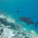 baros-island-maldives-marine-life-15