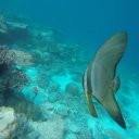 baros-island-maldives-marine-life-19