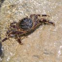 baros-island-maldives-marine-life-8