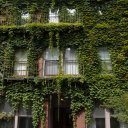 Summer-green-ivy-has-not-left-much-of-the-facade-of-this-Beacon-Hill-house