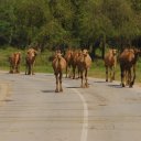 Free roaming camels stroll down a road in Wadi Dharbat