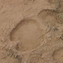 Oman-Camel-Tracks