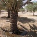 Oman-Date-Tree