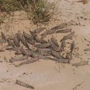 Oman-Locusts