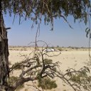 View of Wadi from in a Tree