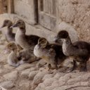 Family of Ducks, Huaraz