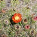 Peru-Cactus-Flower