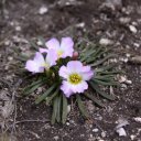 Peru-Flower