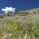 Pretty Wildflowers at about 12,500 feet