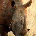 South Africa - Rhino, Hluhluwe-iMfolozi NP