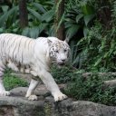 White-Bengal-Tiger-at-the-excellent-Singapore-Zoo