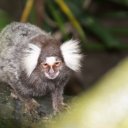 Cute-furry-animal-Singapore-Zoo