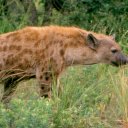 Hungry hyena on the prowl for food