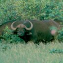 Massive Cape buffalo are among the most volatile of all African big game