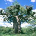 The amazingly thick trunked Baobab tree