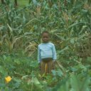 At an early age children tend their families\' farms, like this little girl among the tall corn stalks